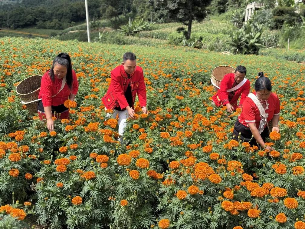 菊1.jpg
